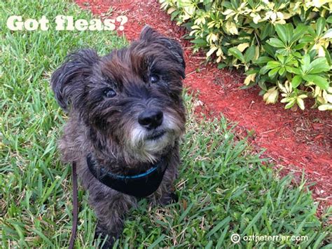 Flea Bite Allergy in Dogs #Seresto | Oz the Terrier - Lifestyle Dog Blog