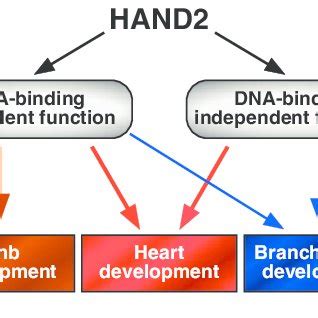 Branchial Arch Development In Hand2 EDE EDE Embryos A Transverse