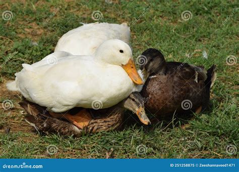 Mallard Ducks Mating In A Farm Fight For Supremacy Stock Image Image