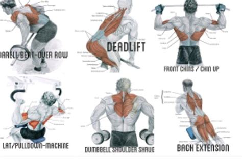 Pin By Tmeadorfitness On Exercise Back Muscle Exercises Back Muscles Muscle