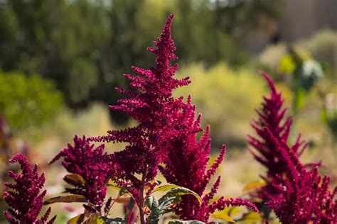 How To Grow Amazing Amaranthus Red Seeds In Home