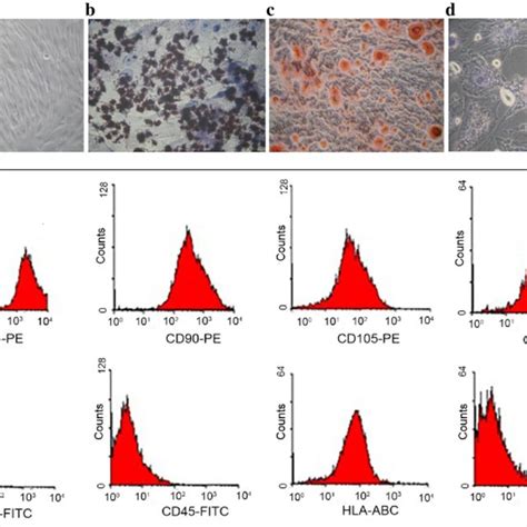 Morphology And Multilineage Differentiation Capacity Of Wj Mscs A Download Scientific Diagram