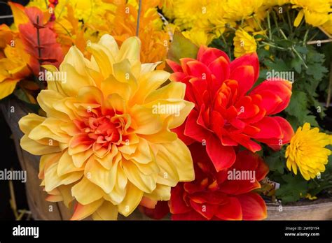 Yellow And Red Silk Dahlia Flowers And Yellow Chrysanthemums Growing In