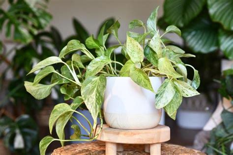 10 Indoor Climbing Plants for Beginners – Names and Photos