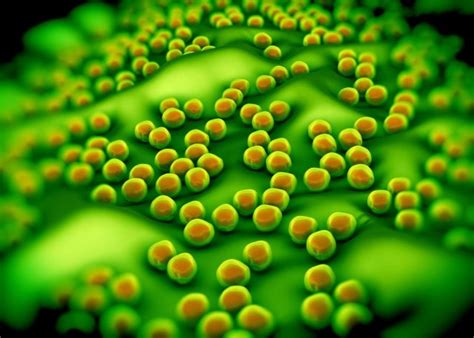 lo stafilococco piu pericoloso puo essere infettato  casa notizie