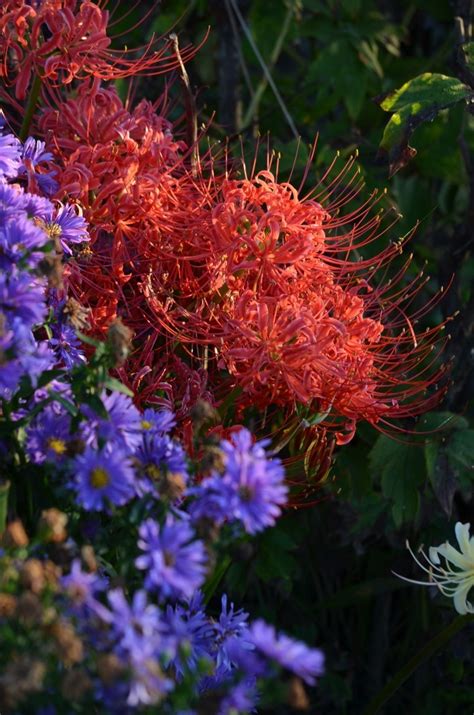 j - plants on Tumblr