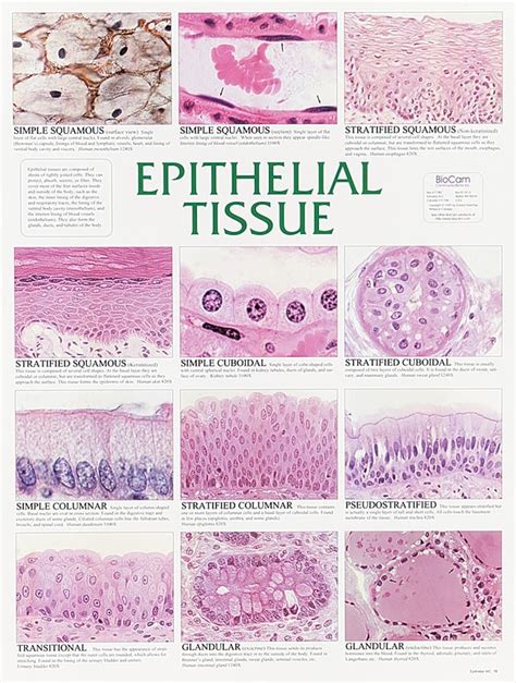 Epithelial Tissue Labeled Diagram