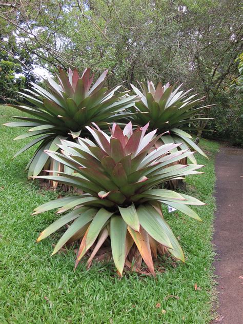 Imperial Bromeliad Vriesea Imperialis Kelisli Flickr