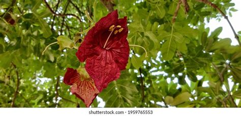 846 Sausage Tree Flower Images, Stock Photos, 3D objects, & Vectors | Shutterstock