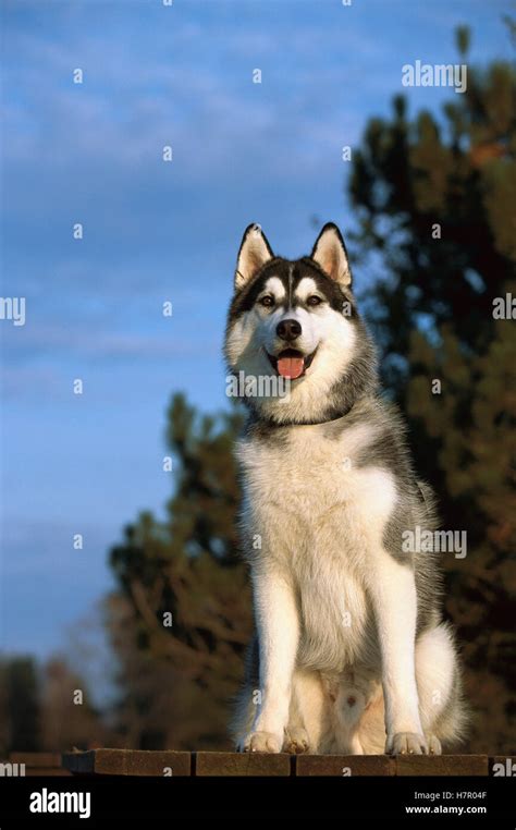 Siberian Husky Canis Familiaris Adult Male Sitting On Deck Stock