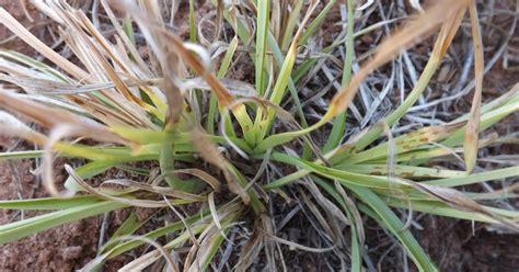 Aluno De Agronomia Efeito De Imazapyr Em Plantas De Capim Amargoso