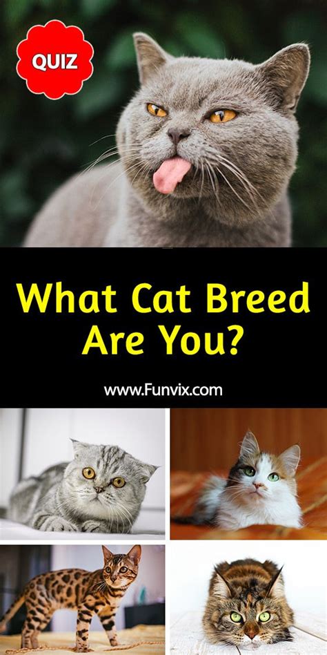 Discover Your Inner Cat Breed with This Fun Quiz