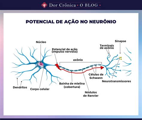 Potencial De Acao Neuronio