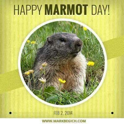 Happy Marmot Day! | Dog sledding, Hedgehog day, Groundhog day