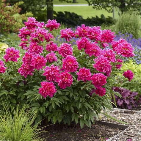 Summer Flowering Shrubs Zone 5