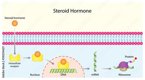 Steroid Hormones Mechanism Of Action Steroids Bind To An Intracellular