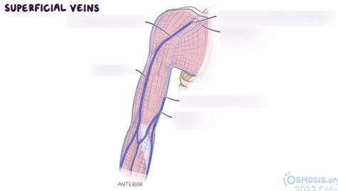 Diagram Of Superficial Veins Of The Arm Quizlet