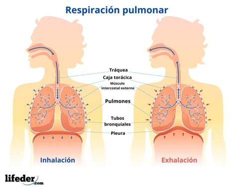 Tipos de respiración y sus características