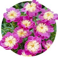 Anemone Peonies Acheter Bulbes Directement De Hollande Dutch Bulbs