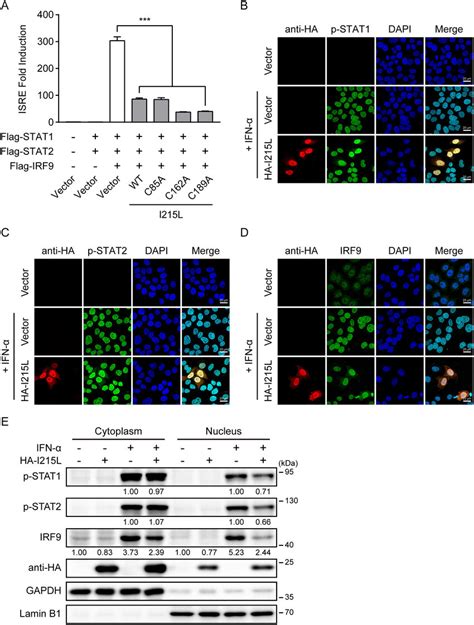 Asfv Pi L Reduces The Ifn A Induced Formation And Nuclear