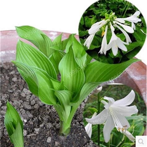 Pcs Mixed Hosta Perennial Lily Seeds Bestseedsonline Free