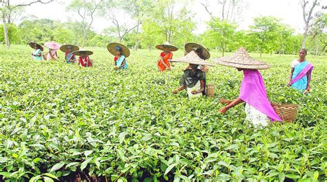 Assam Tea Industry’s Appeal To Govt For Its Survival