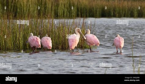 Roseate Spoonbills Platalea Ajaja In A Salt Marsh At Sunrise