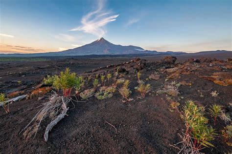 Plant dispersal strategies in primary succession on the Tolbachinsky ...