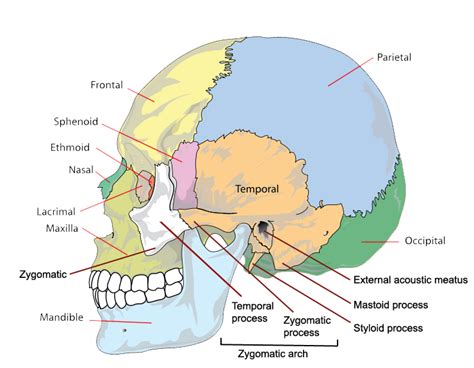 The Bones Of The Skull Human Anatomy And Physiology Lab Bsb 141