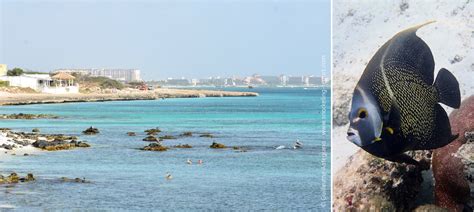 Snorkeling in Aruba | The best snorkeling spots in Aruba