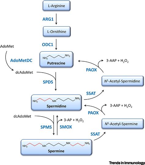 Polyamines And Kynurenines At The Intersection Of Immune Modulation