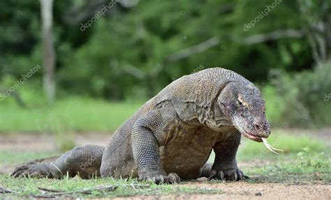 Dragón de Komodo con la lengua bifurcada olfateando aire 2023