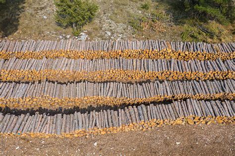 Deforestation Lines Of Logs Of Pine Tree Wood Stacked Del