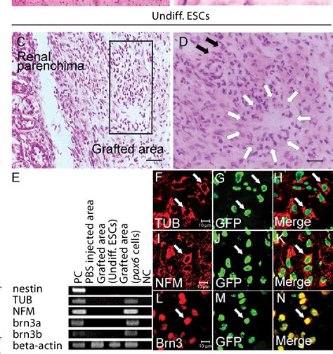 Table From Transfection With Pax Gene Of Mouse Embryonic Stem Cells