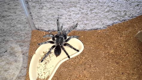 First Time Feeding My Costa Rican Zebra Tarantula Youtube