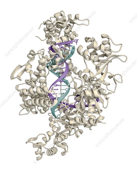 Crispr Cas A Protein Complexed To Guide Rna And Target Dna Stock