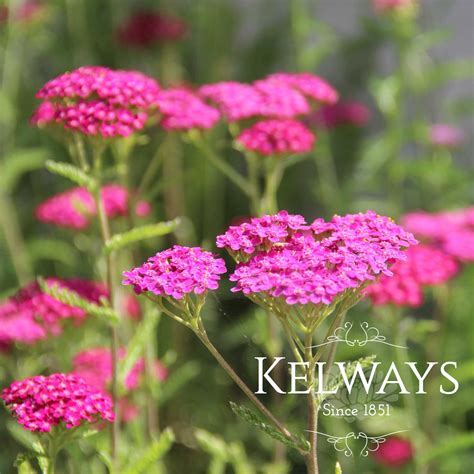 Achillea millefolium 'Cerise Queen' - Kelways Plants Ltd