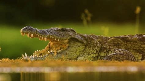 Close Jaws Teeth Nile Crocodile Crocodylus Stock Footage Video (100% ...