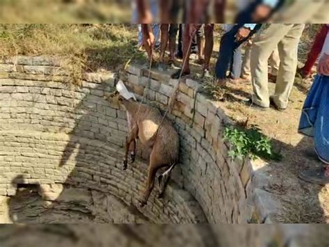 Nilgai Came From The National Park Towards The Fields Fell Into The Well Rescued And Brought