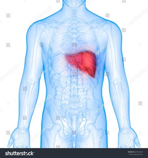 Human Body Organs Anatomy Liver Posterior 스톡 일러스트 627512654 Shutterstock