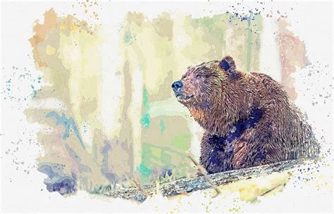 Grizzly Bear Watercolor By Adam Asar Painting By Adam Asar