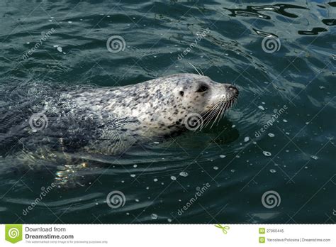 Swimming harbor seal stock image. Image of life, seal - 27060445