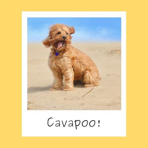 153+ Best Cavapoo Names (Actually Good Dog Names) - Oodle Life