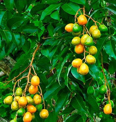 Frutas De La Selva Peruana Que Debes Probar