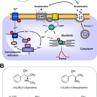 A Ca²⁺ enters the mammalian heart cell via the L-type Ca²⁺ channel... | Download Scientific Diagram