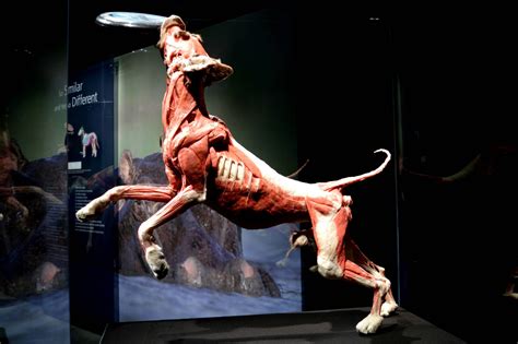 Body Worlds Animals Inside Out Exhibition - Dragons and Fairy Dust