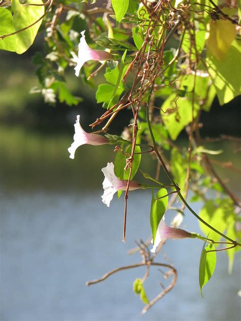 Morning Glory Vine 2 Photograph by Zoila Ozuna | Pixels