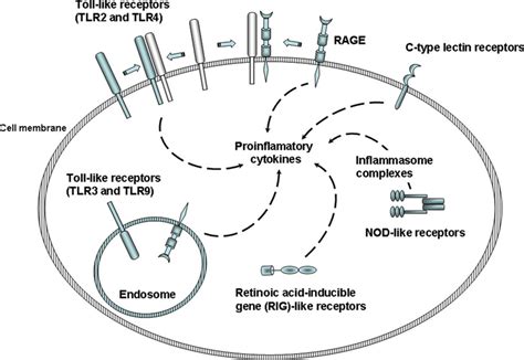 Pattern Recognition Receptors Prrs On The Cell Surface And In The