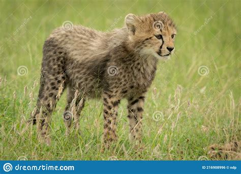 Cheetah Cub Stands Looking Ahead In Grass Stock Photo Image Of