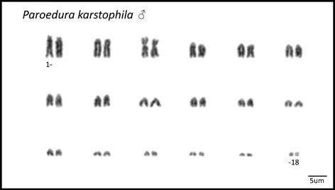 Sex Determination In Madagascar Geckos Of The Genus Paroedura Squamata Gekkonidae Are